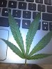 questionableleaf.jpg