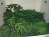 day 22 of flower.jpg