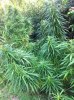 IMG_sativa.jpg