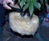 indica-roots-feb5a.jpg