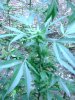 DSC01677.JPG