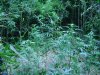 DSC01676.JPG