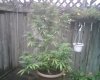 IMG00383.jpg