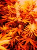 weed art.jpg
