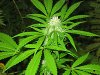 1 month flowering 1.jpg