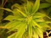 bud 013.jpg