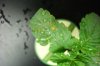DSC00550.jpg