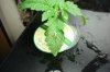 DSC00549.jpg