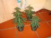 DSC01305.jpg