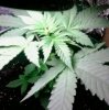 weed3.jpg