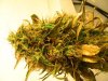 PIC_0267.jpg PIC_0267.jpg