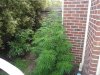 grow 047.jpg