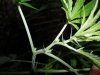 grow 056.jpg
