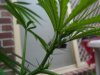 grow 057.jpg
