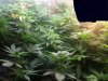 veg room 2.jpg