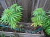 grow 068.jpg