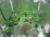 plants 2-14 trained.jpg