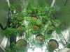plants 2-14b trained.jpg