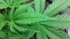 QorBD-1 Day 29 Yellow Tips (2).jpg