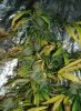 Black Russian_1.jpg