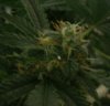 Black Russian_2.jpg