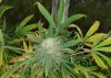Black Russian_4.jpg