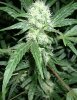 Black Russian_5.jpg
