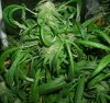 Maui Waui_6.jpg