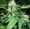 Black Russian_7.jpg