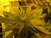 Scrog_day14_2.jpg