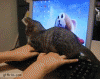 reverse-1285930877_cat-walks-on-keyboard.gif