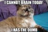 derp-cat-I-can-not-brain-today-has-the-dumb-confused-13573234261.jpg