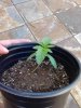 PLANT.jpg PLANT.jpg