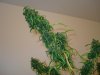 DSC00667.jpg