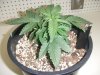 DSCF3624.jpg