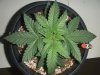 DSCF3628.jpg