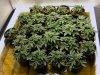 day13veg.jpg