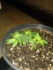 Bubba Kush 1.jpg Bubba Kush 1.jpg