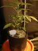 2014-01-12 22.52.49 - Irie OG #1.jpg