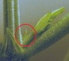 female pre-flower-cananbis.jpg