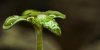 New Leaf.jpg