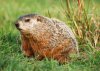 groundhog.jpg