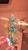 bud.png bud.png