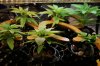 Seedlings UFO.jpg