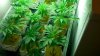 Genghis Khan Kush 004.jpg