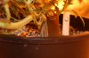 DSC07177.jpg