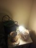 2 pots under Light.jpg