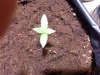 canna1.jpg canna1.jpg
