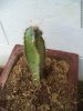 DSC02164-Optimized.jpg