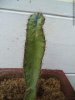 DSC02165-Optimized.jpg